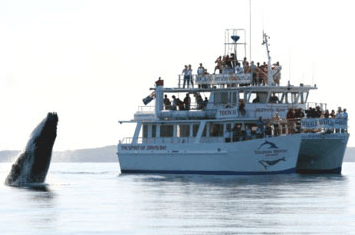 Dolphin Watch Cruises - Darwin Tourism 6
