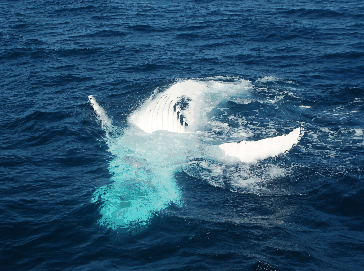 Dolphin Wild Cruises - Darwin Tourism 0