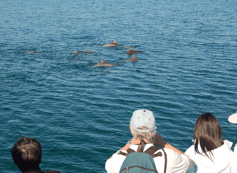 Dolphin Wild Cruises - Darwin Tourism 3