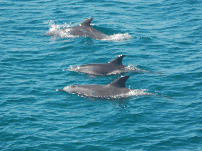 Dolphin Wild Cruises - Darwin Tourism 5