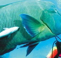 Aristocat Snorkel and Scuba Port Douglas - Darwin Tourism