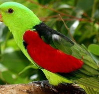 Birdworld Kuranda - Darwin Tourism