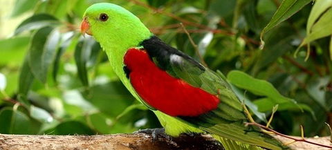 Birdworld Kuranda - Darwin Tourism 0
