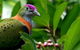 Birdworld Kuranda - thumb 1