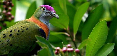 Birdworld Kuranda - Darwin Tourism 1