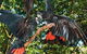 Birdworld Kuranda - thumb 2