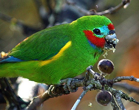 Birdworld Kuranda - Darwin Tourism 3