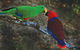 Birdworld Kuranda - thumb 5