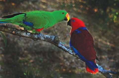 Birdworld Kuranda - Darwin Tourism 5