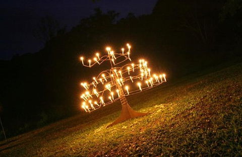 Flames Of The Forest - Darwin Tourism 4