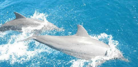Tallship Adventures - Darwin Tourism 3