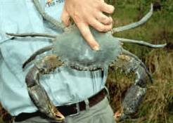 Whitsunday Crocodile Safari - Darwin Tourism