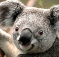 Wildlife Habitat - Darwin Tourism