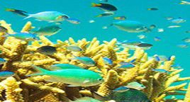 Reef Jet Cruises - Darwin Tourism 4