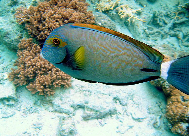 Mandalay QLD Darwin Tourism