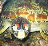 Adrenalin Snorkel and Dive - Darwin Tourism
