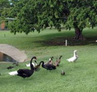Anzac Park and Ululah Lagoon - Darwin Tourism