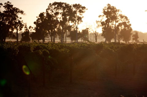 Evans & Tate - Darwin Tourism 0