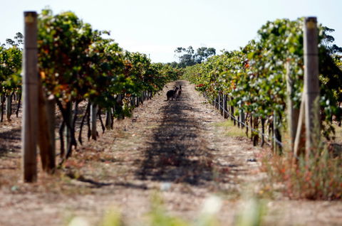 Evans & Tate - Darwin Tourism 2