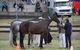 Gresford Agricultural Show - thumb 1