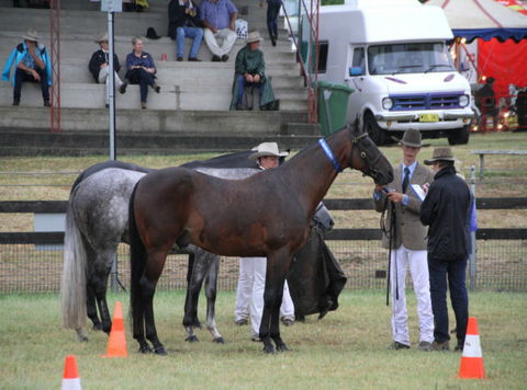 Gresford Agricultural Show - Darwin Tourism 1