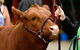 Gresford Agricultural Show - thumb 2
