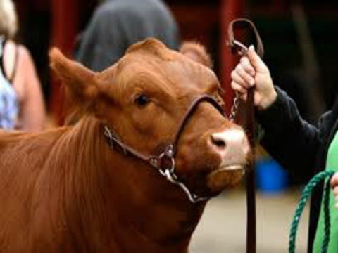 Gresford Agricultural Show - Darwin Tourism 2