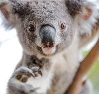 Meet the Stars of the Livestreams - Darwin Tourism