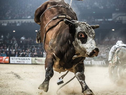 PBR Hawkesbury Stampede - Darwin Tourism 1