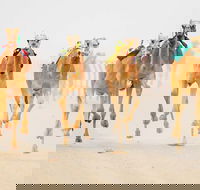 The Quirindi Camel Cup - Darwin Tourism