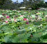 Lotus Flower Season - Darwin Tourism