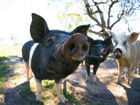 Mudgee Farm Walks - Darwin Tourism 0