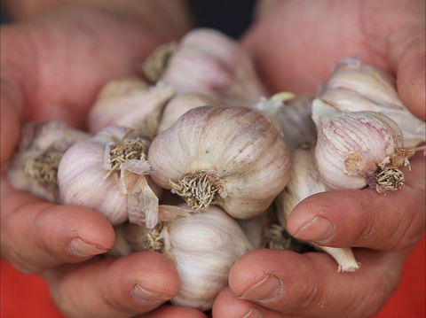 Armidale Farmers' Market - Darwin Tourism 0