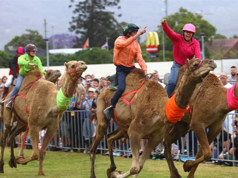 Camel Races At Penrith Paceway - Darwin Tourism 0