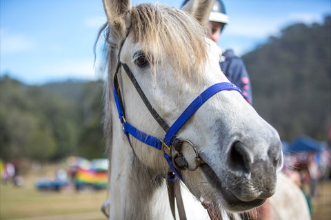 Horses Birthday Festival - Darwin Tourism 1