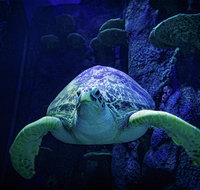 Sydney's Aquarium - Darwin Tourism