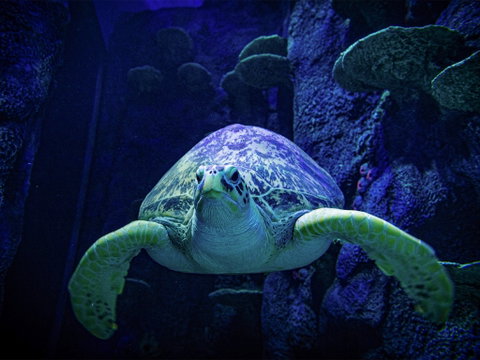 Sydney's Aquarium - Darwin Tourism 0