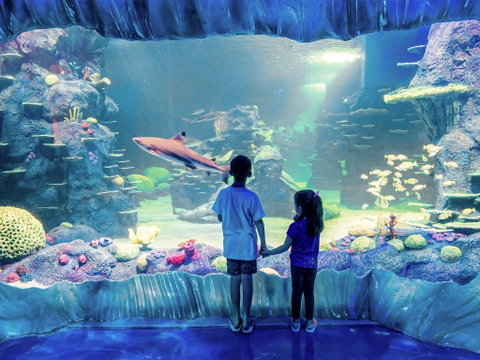 Sydney's Aquarium - Darwin Tourism 1
