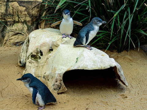 Sydney's Aquarium - Darwin Tourism 2