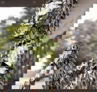 Best Western Sanctuary Inn - Darwin Tourism