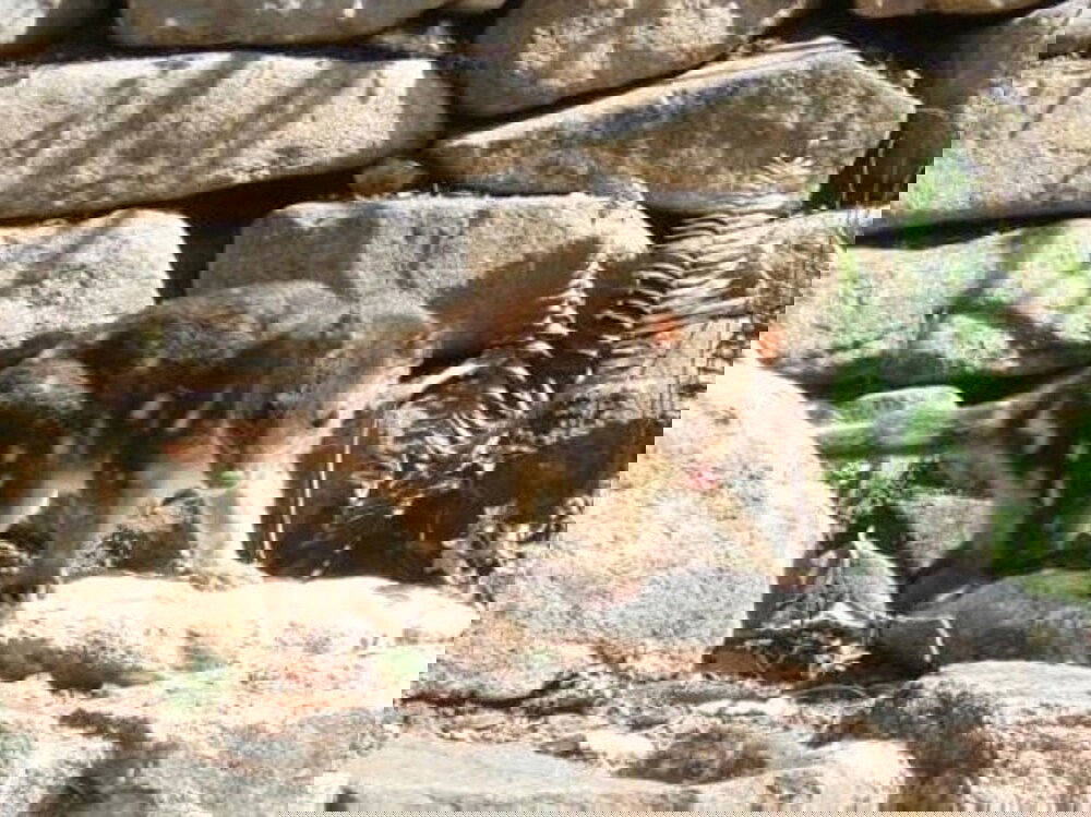 Blaxland NSW Darwin Tourism