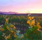 Red Door Collective RDC Estate - Darwin Tourism