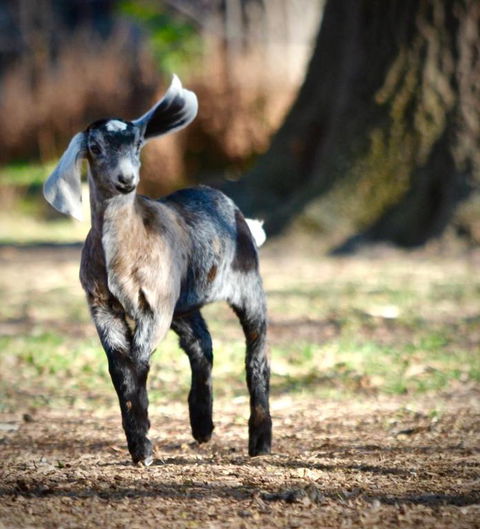 Alexandra Farmstay - Darwin Tourism 5