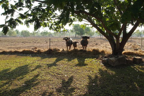 Berry Creek Bush Retreat - Darwin Tourism 4