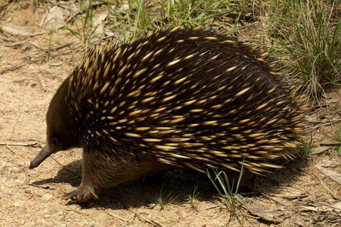 Brigadoon Cottages - Darwin Tourism 7