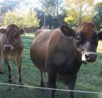 Drumreagh Bed  Breakfast Cabins - Darwin Tourism