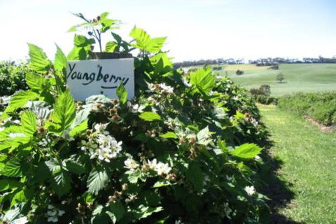 Pennyroyal Raspberry Farm & Cidery - Darwin Tourism 3