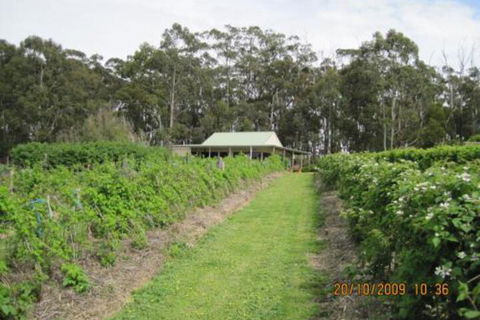 Pennyroyal Raspberry Farm & Cidery - Darwin Tourism 6