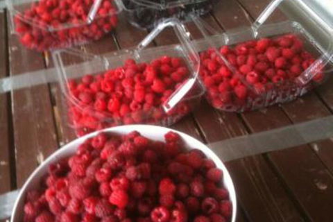 Pennyroyal Raspberry Farm & Cidery - Darwin Tourism 7