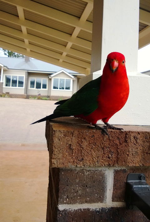 Marysville Garden Cottages - Darwin Tourism 3